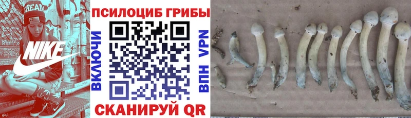 купить  сайты  Жуковка  Галлюциногенные грибы Magic Shrooms 